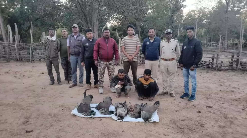 एमपी के उमरिया जिले में वन विभाग की टीम ने आखिरकार मोर के हत्यारों को पकड़ा, किया उनको गिरफ्तार