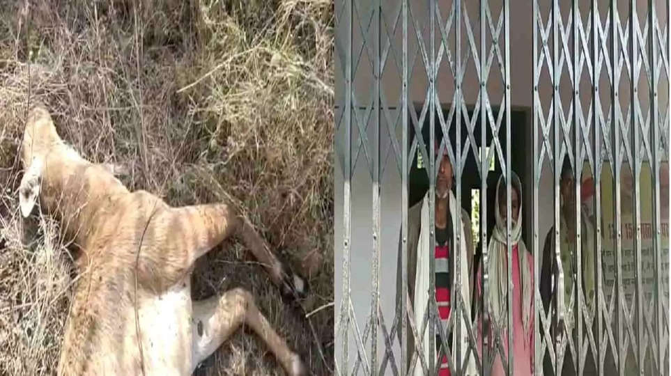 एमपी के पन्ना में बाघ और हायना के बाद अब दो नील गाय आईं करंट की चपेट में, हुई मौत, वन विभाग ने तीन आरोपियों को किया गिरफ्तार