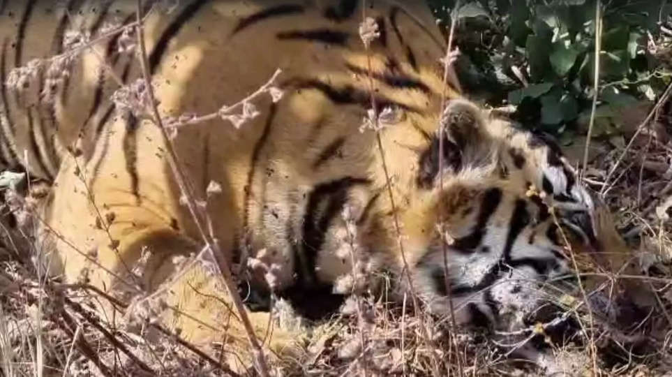 पन्ना टाइगर रिजर्व में फिर हुई एक बाघ की फिर हुई मौत, करंट लगने से एक बाघ और हायना की मौत