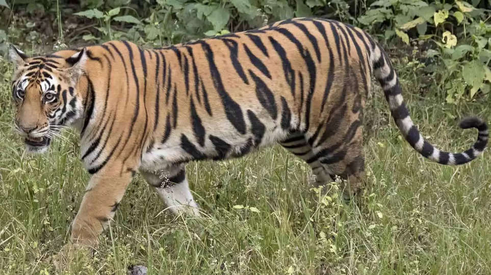 उमरिया में फिर मिला बाघ का शव, जांच पड़ताल में जुटा वन अमला