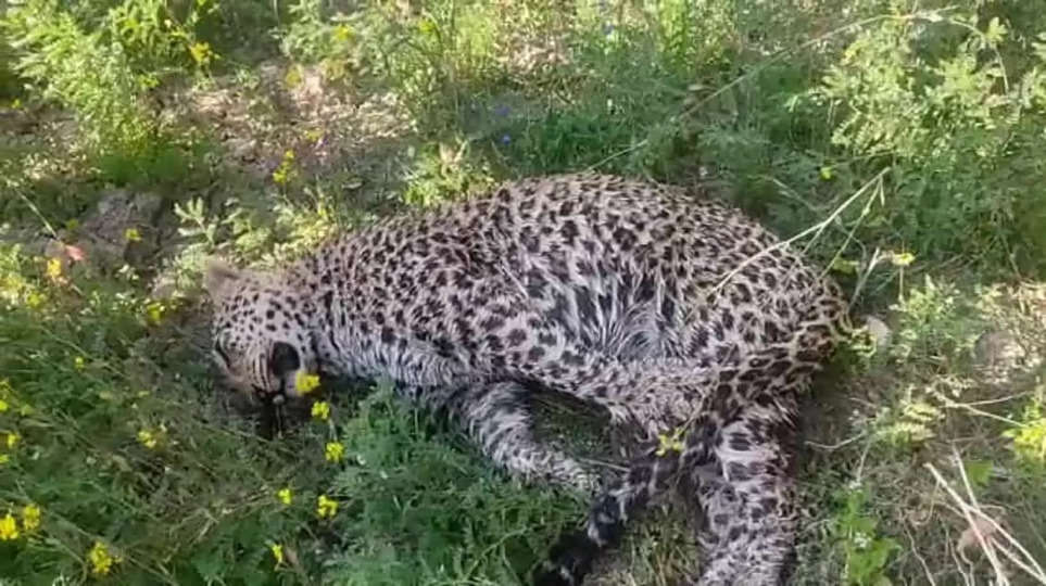 पन्ना टाइगर रिजर्व के वन्य प्राणियों की मौत का सिलसिला जारी, 2 बाघों के बाद अब तेंदुए की हुई मौत