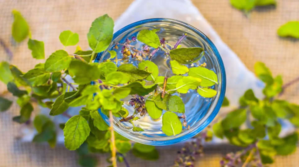 Benefits Of TULSI